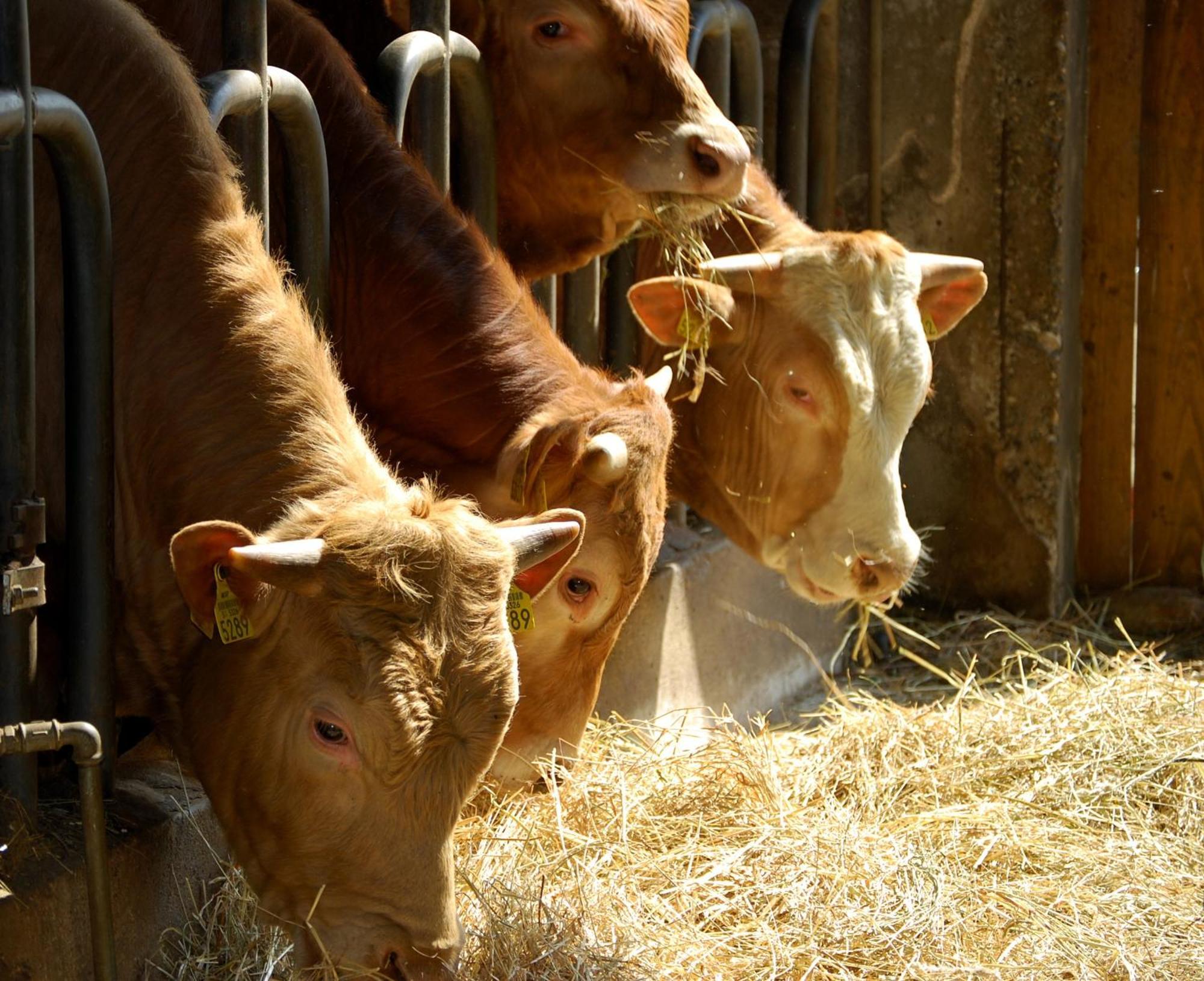 Farm Malovscevo